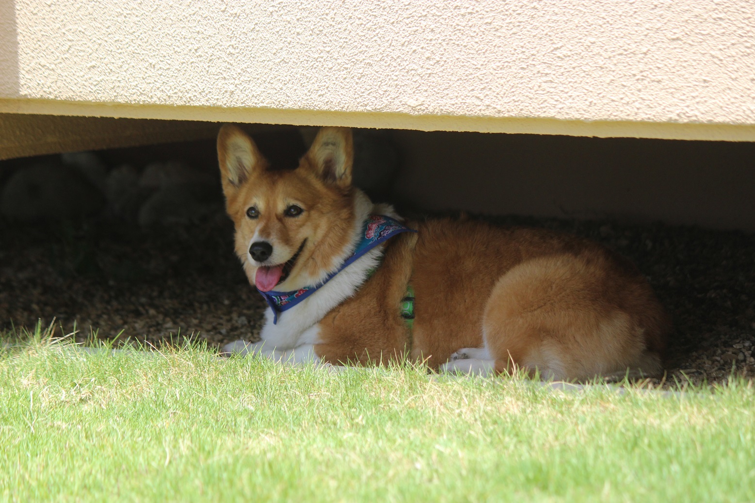 コーギーの小梅ちゃん すももちゃん かりんちゃん 愛犬ペットと泊まれる沖縄リゾートホテル